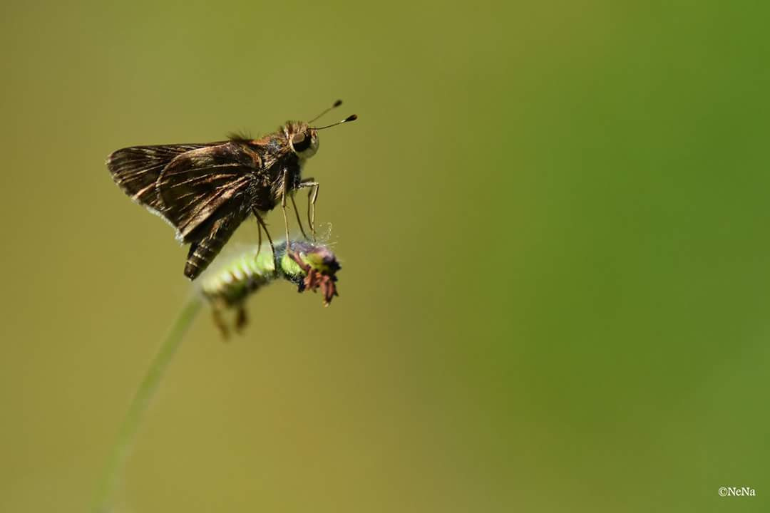Delicate 