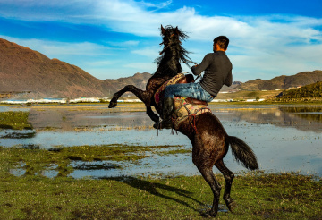 Horse