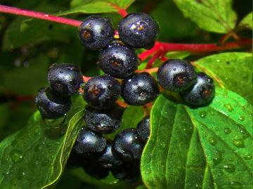 REGENTROPFEN