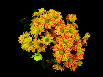 BLÜTEN