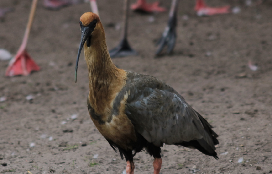 Among other birds