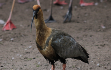 Among other birds