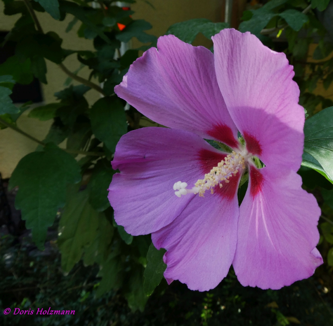 Blüte