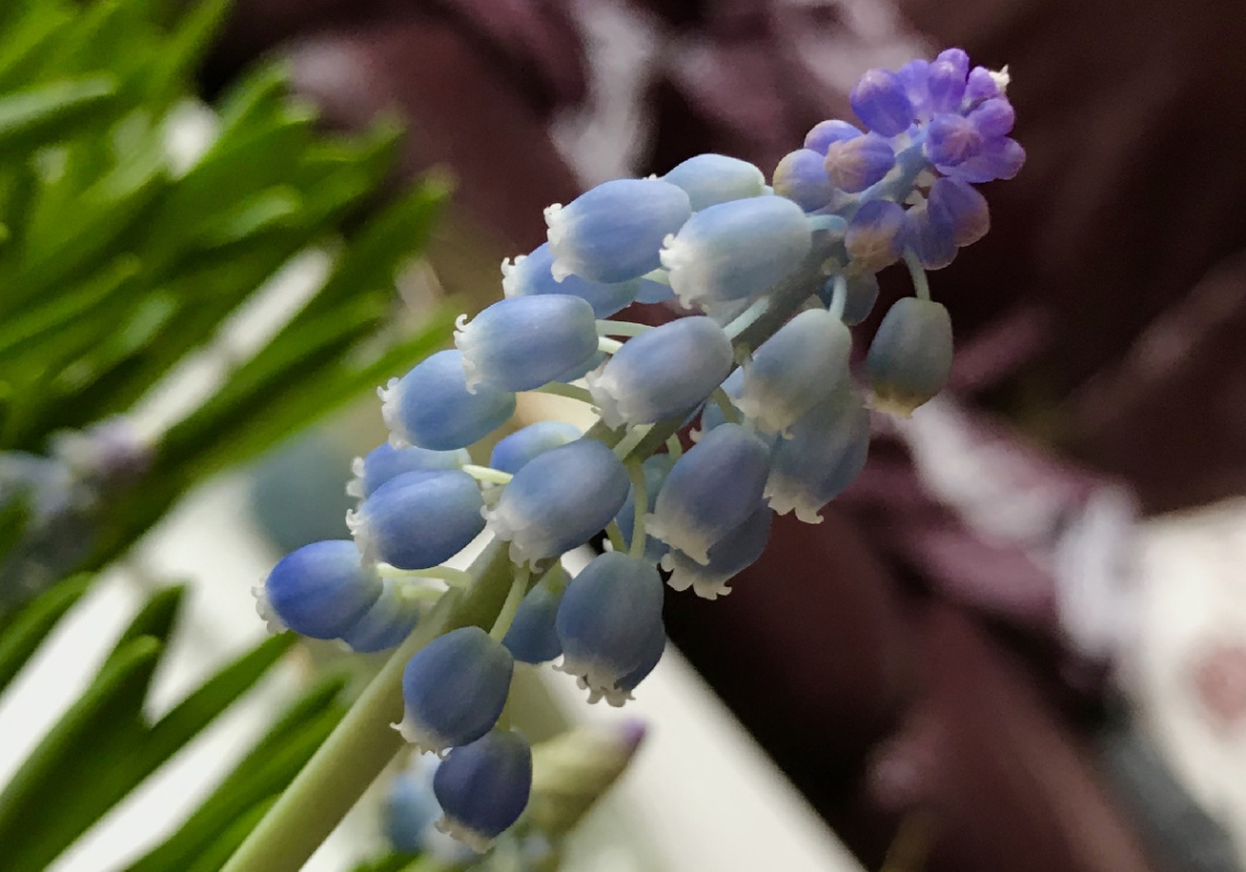 Many Blue...