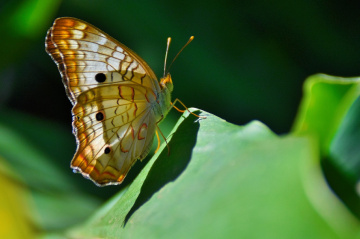 Borboleta