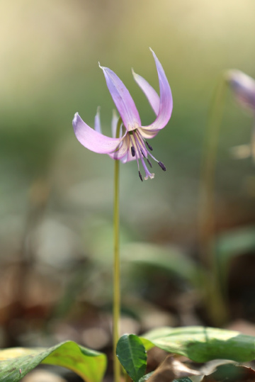Spring ephemeral
