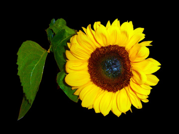 BLÜTE