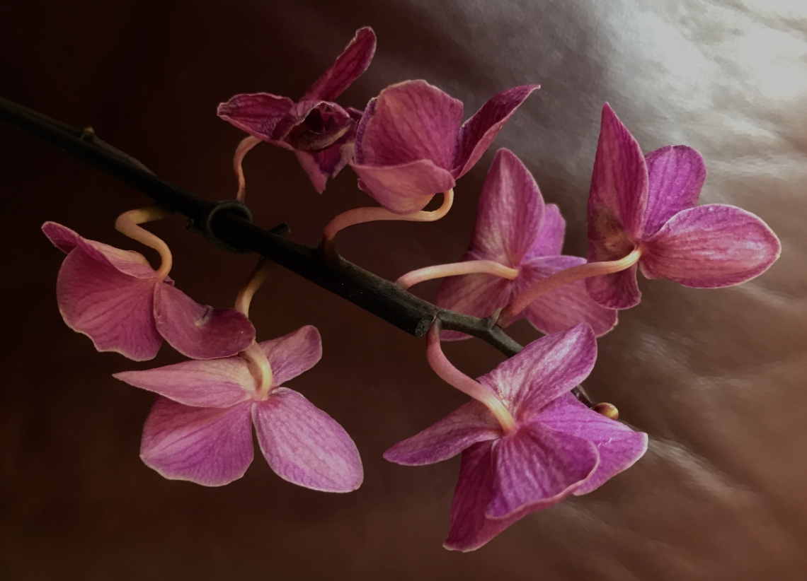 Orchid moment ....