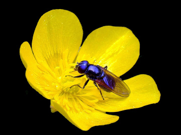 BLÜTE