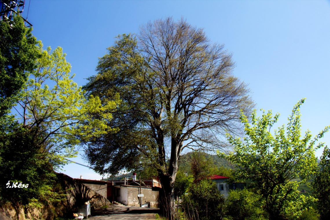 Özel Ağaç