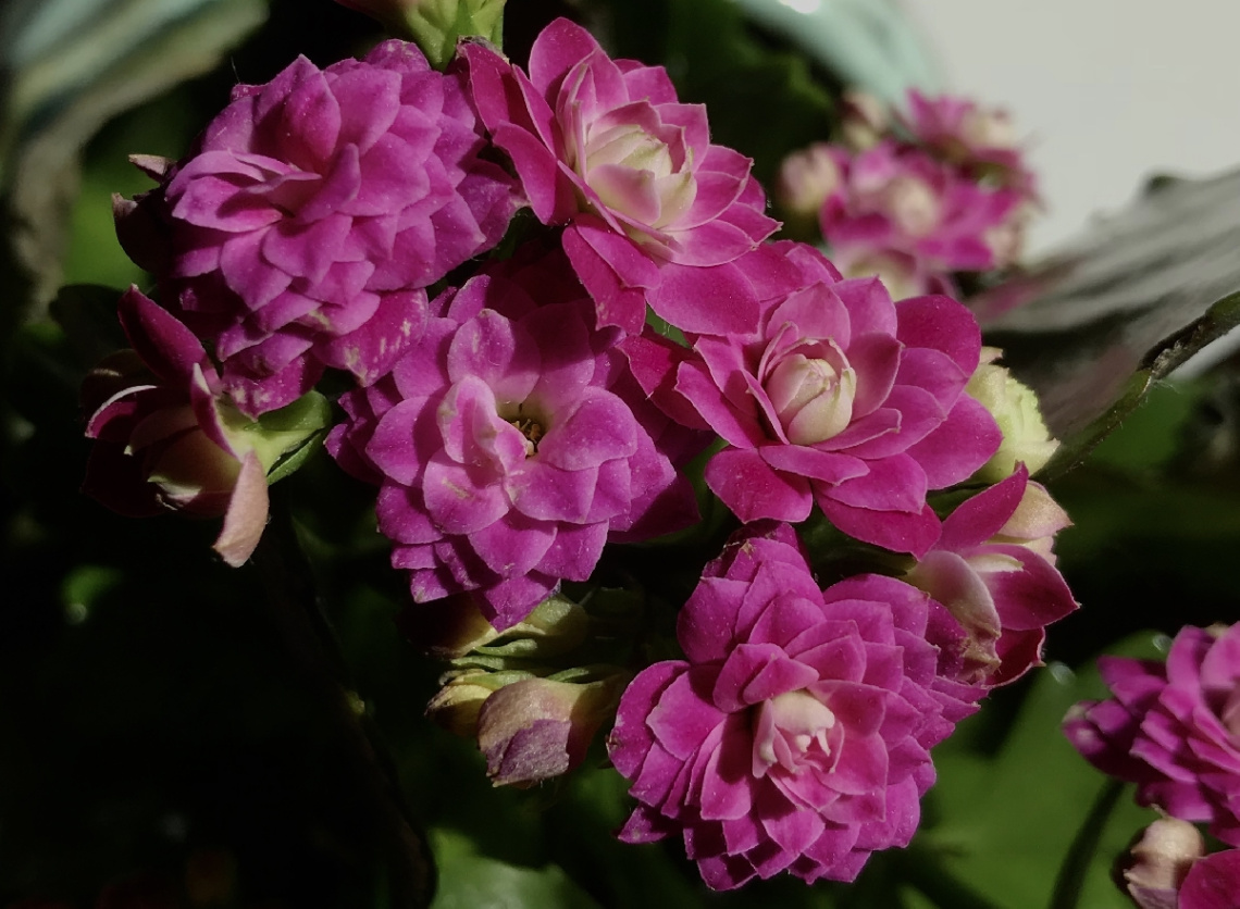 Pink moment ...