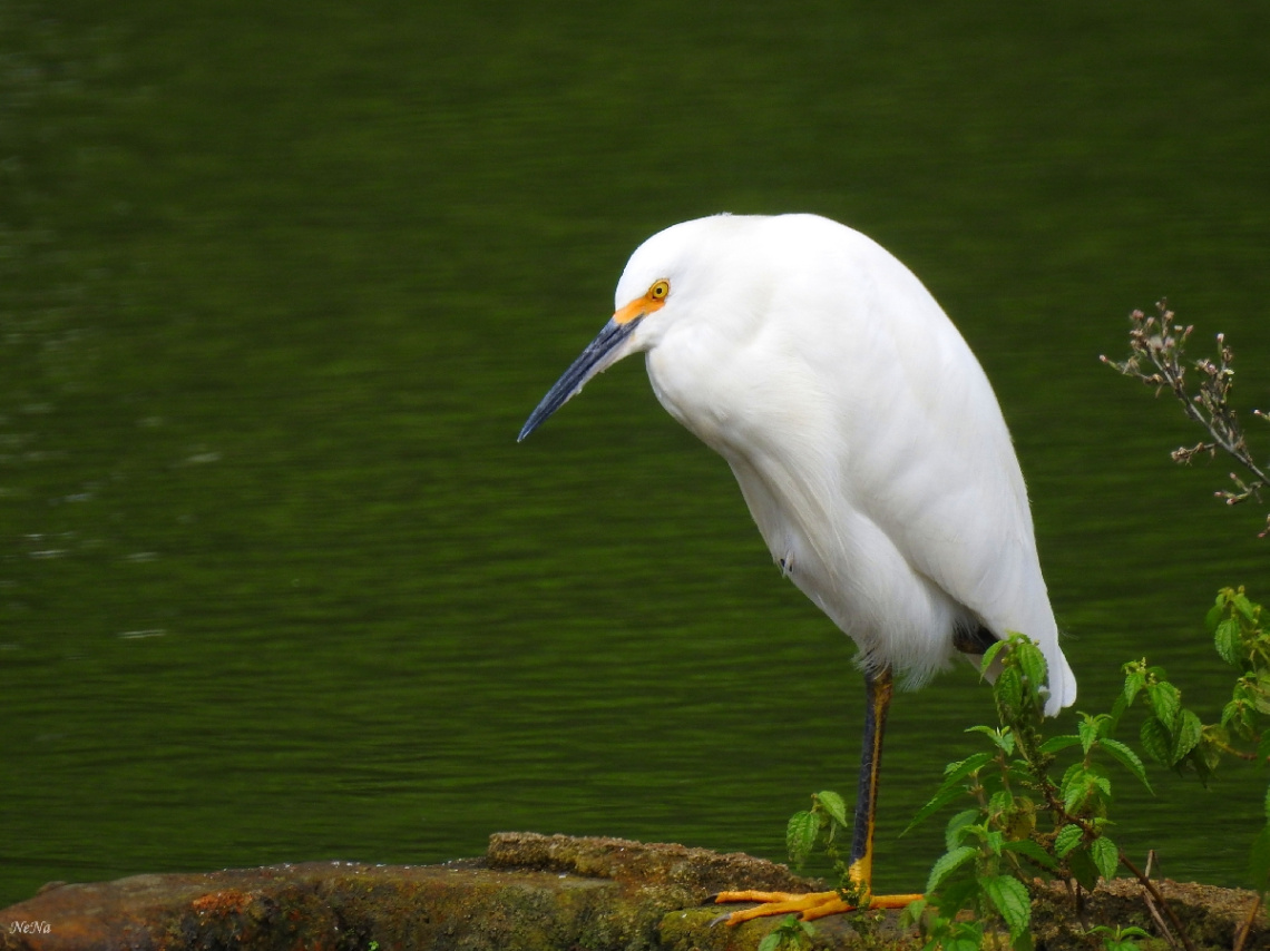 Egretta thula