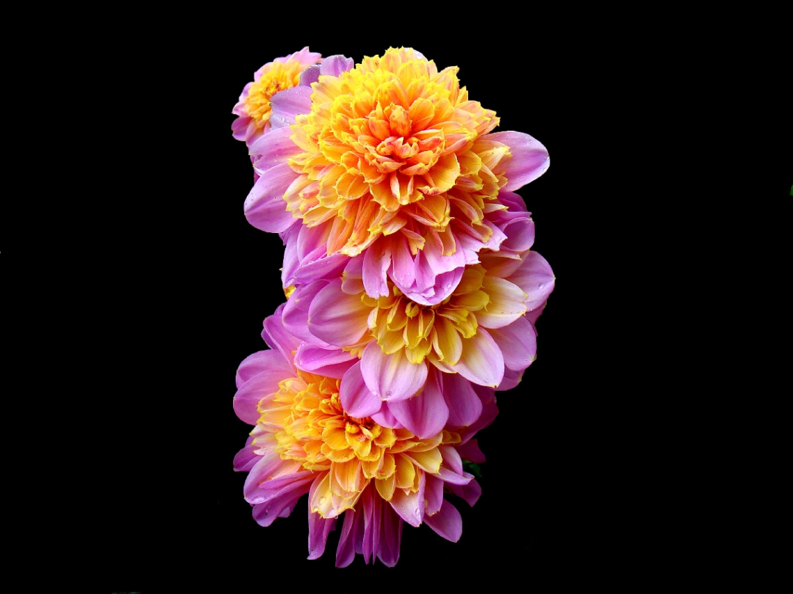 BLÜTEN