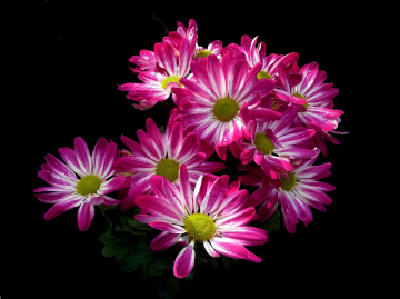 BLÜTEN