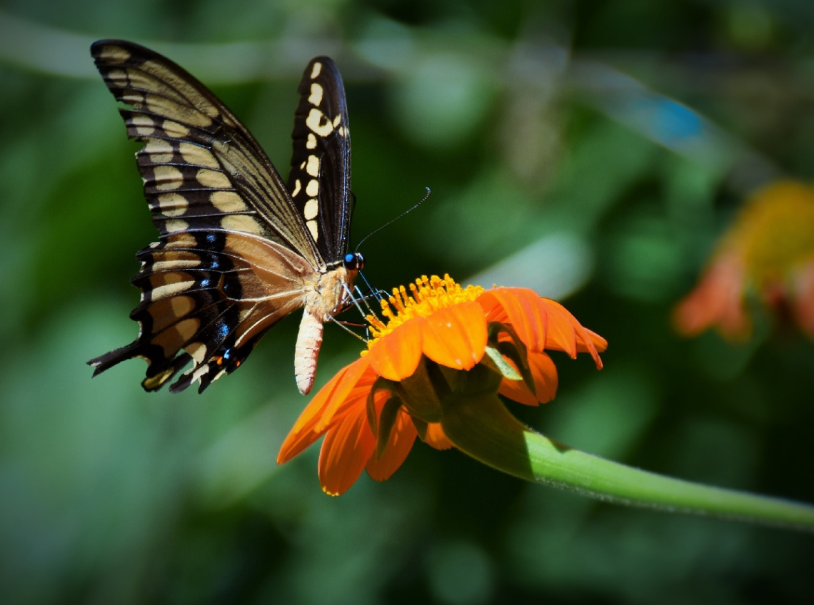 Delicate 