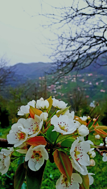Armut çiçekleri