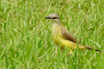 Machetornis rixosa