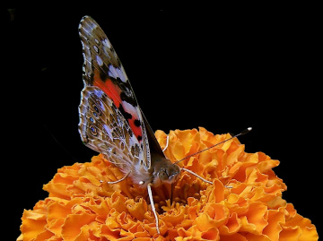 SCHMETTERLING