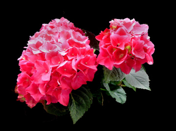 BLÜTEN