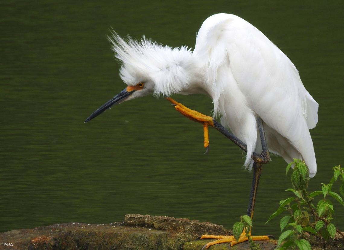 Snowy Egret