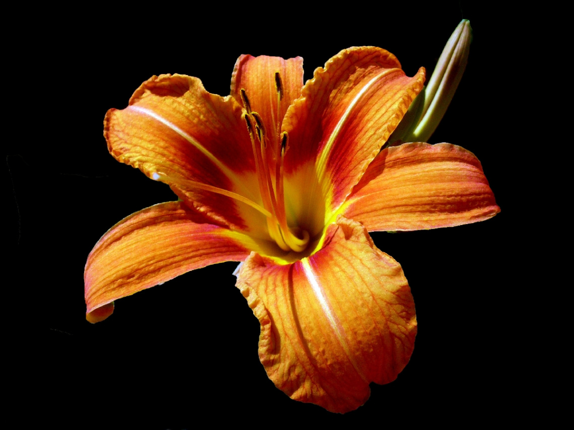 BLÜTE