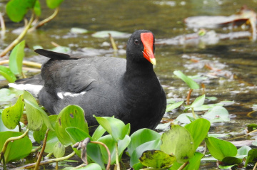 Common Moorhen
