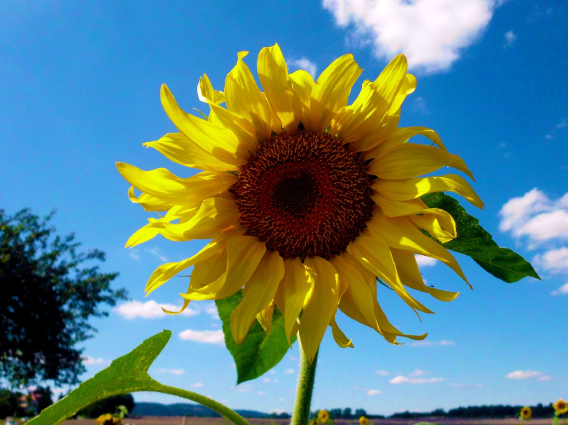 SONNENBLUME