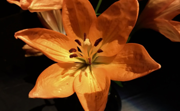 Sun colour