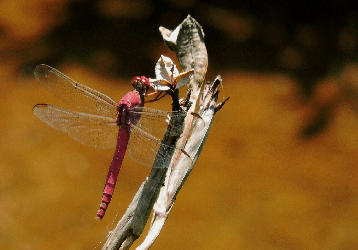 Red Dragonfly 