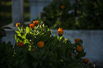 Akşam Güneşi ve Çiçekler