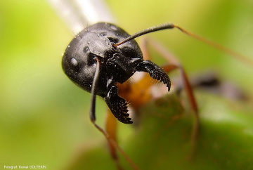 Ant