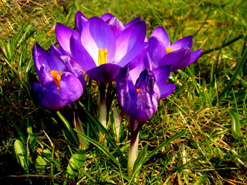 BLÜTEN