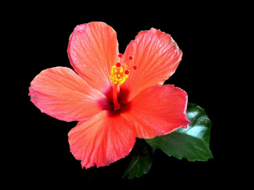 BLÜTE
