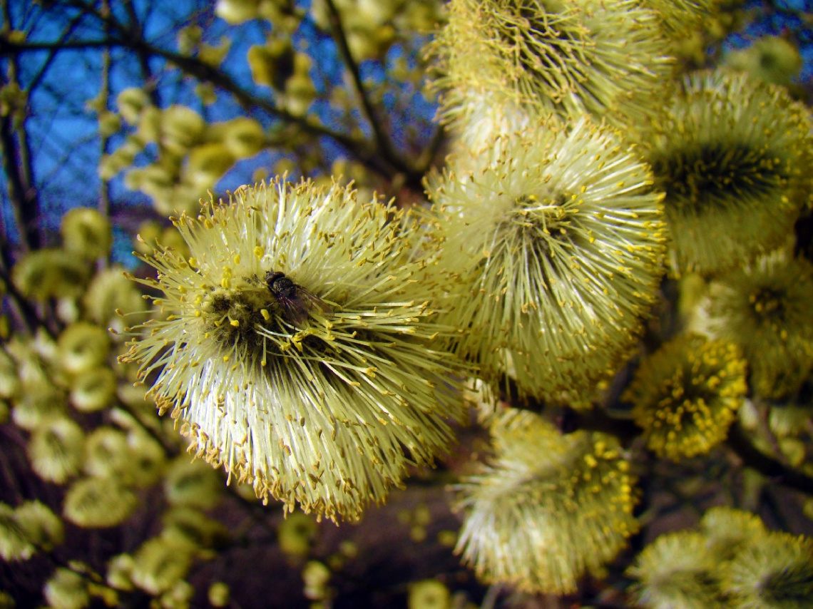 FRÜHLING