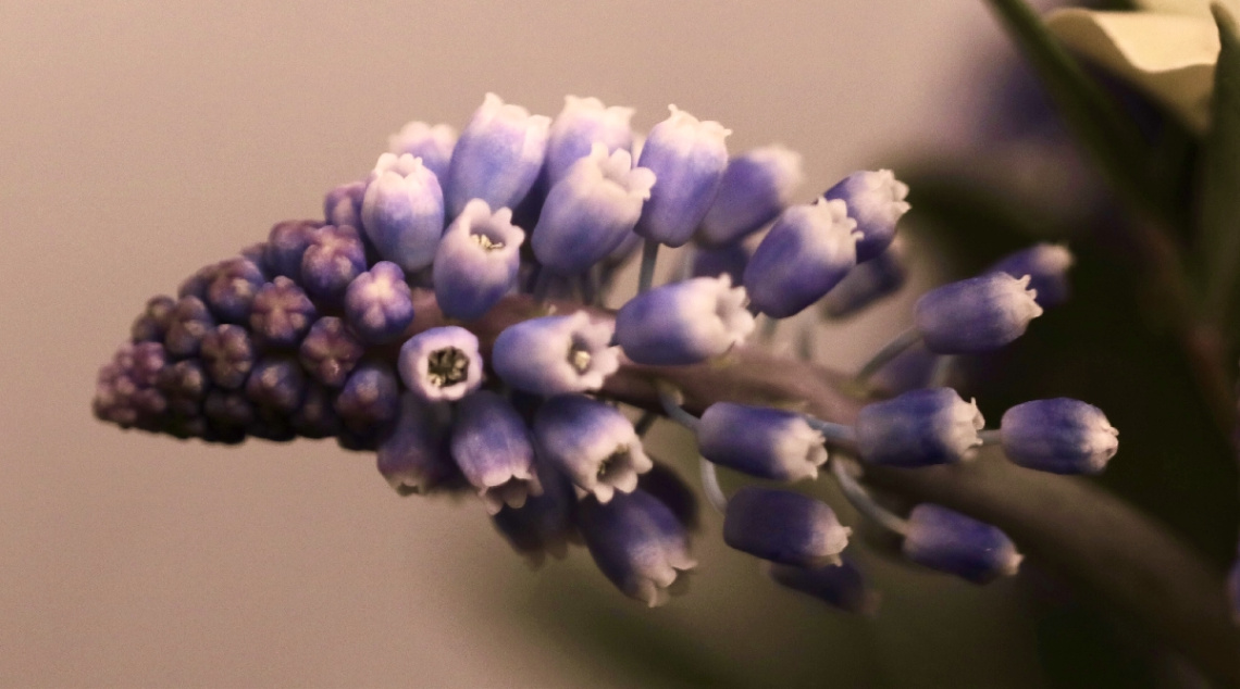 Blue Close Up