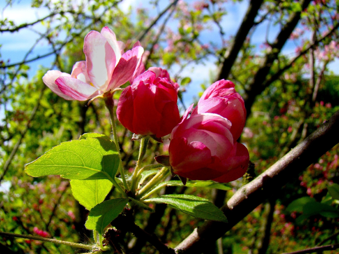 FRÜHLING