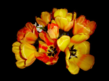 BLÜTEN