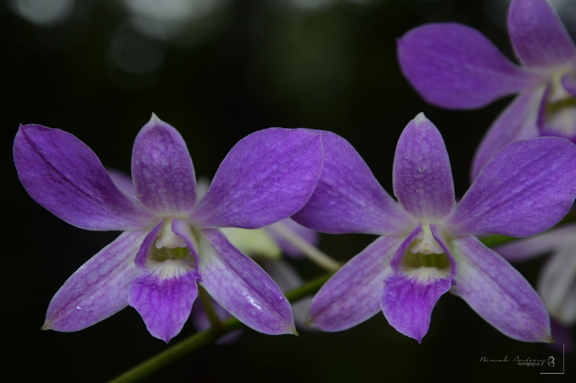 blue orchids