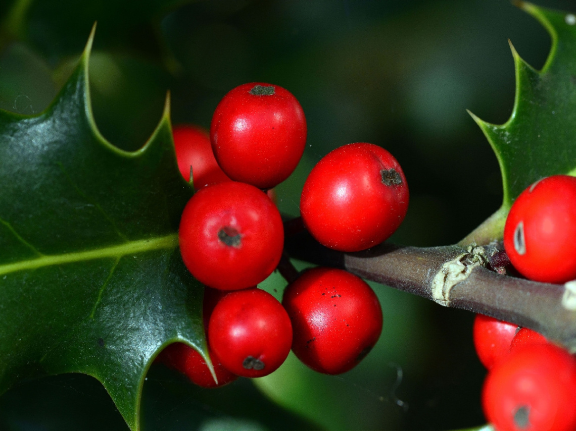 BEEREN