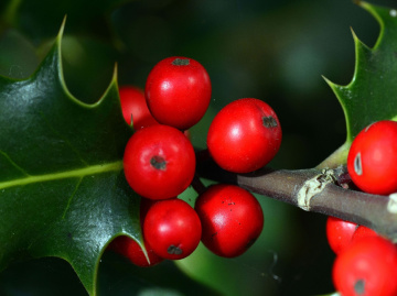 BEEREN