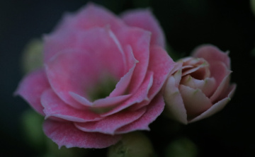 Pink view...