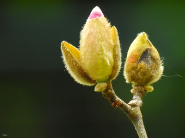 Button Magnolia