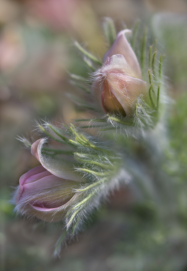 Pulsatilla - Küchenschelle