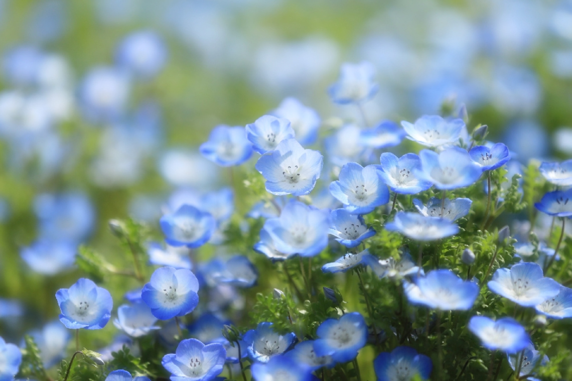 Nemophila
