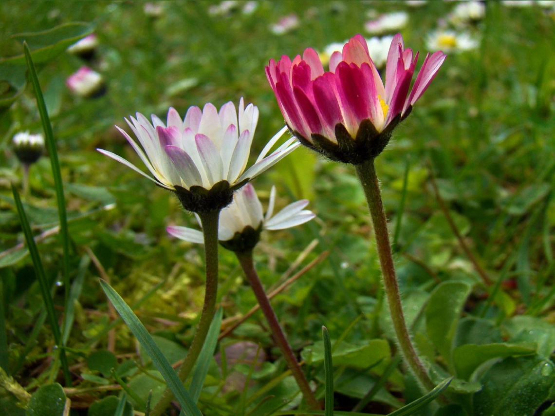 GÄNSEBLÜMCHEN