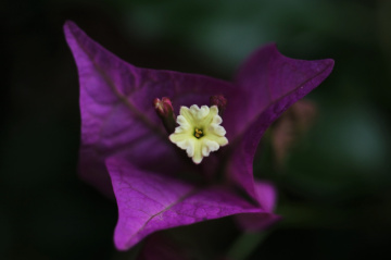 Two Colors
