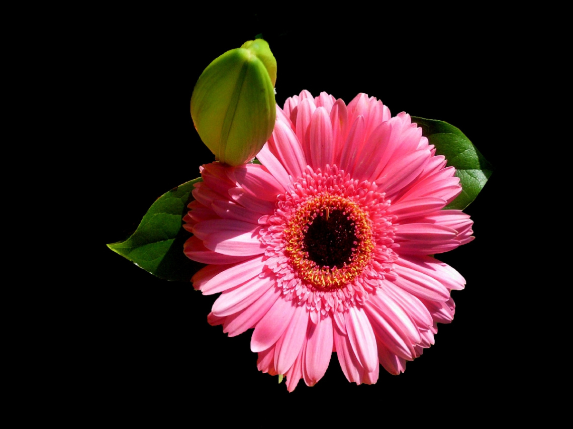 BLÜTE