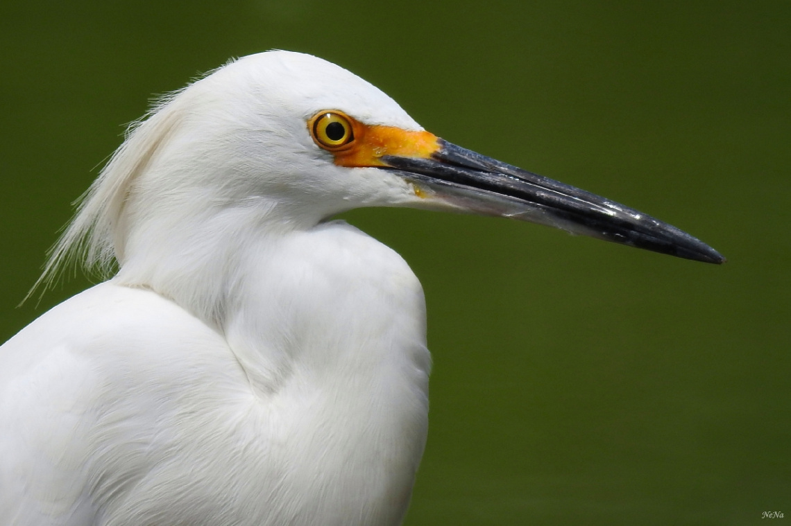 Snowy Egret
