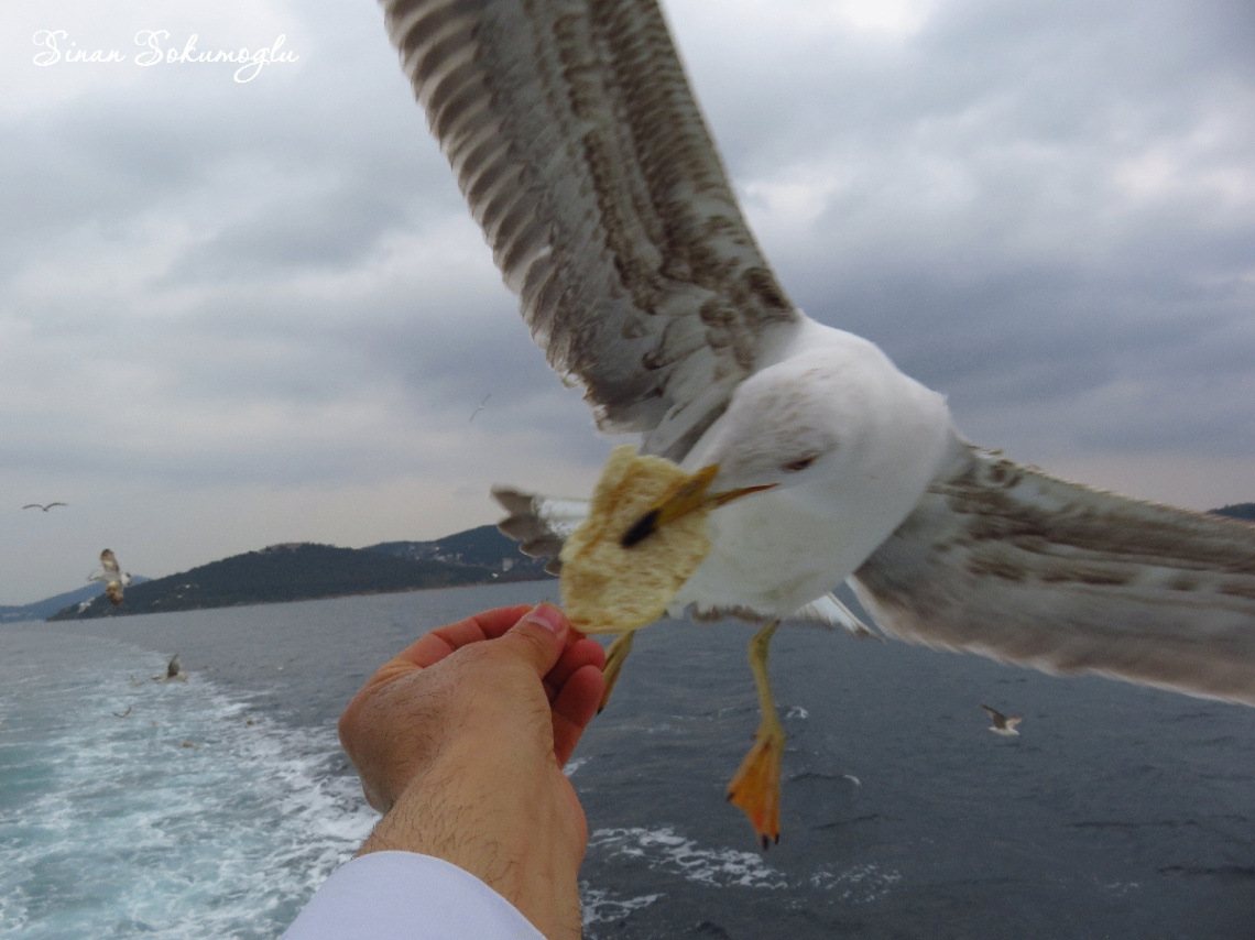 martı ve simit yakalama anı