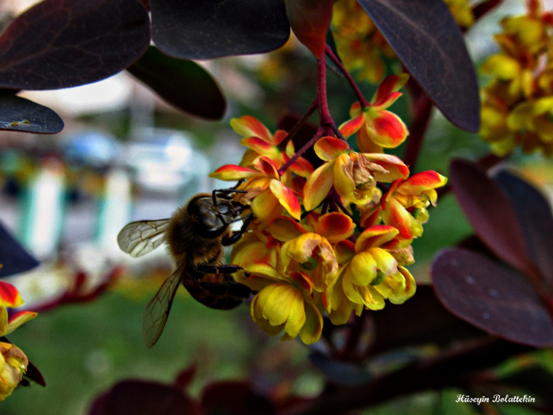 Arı ve çiçeğin aşkı